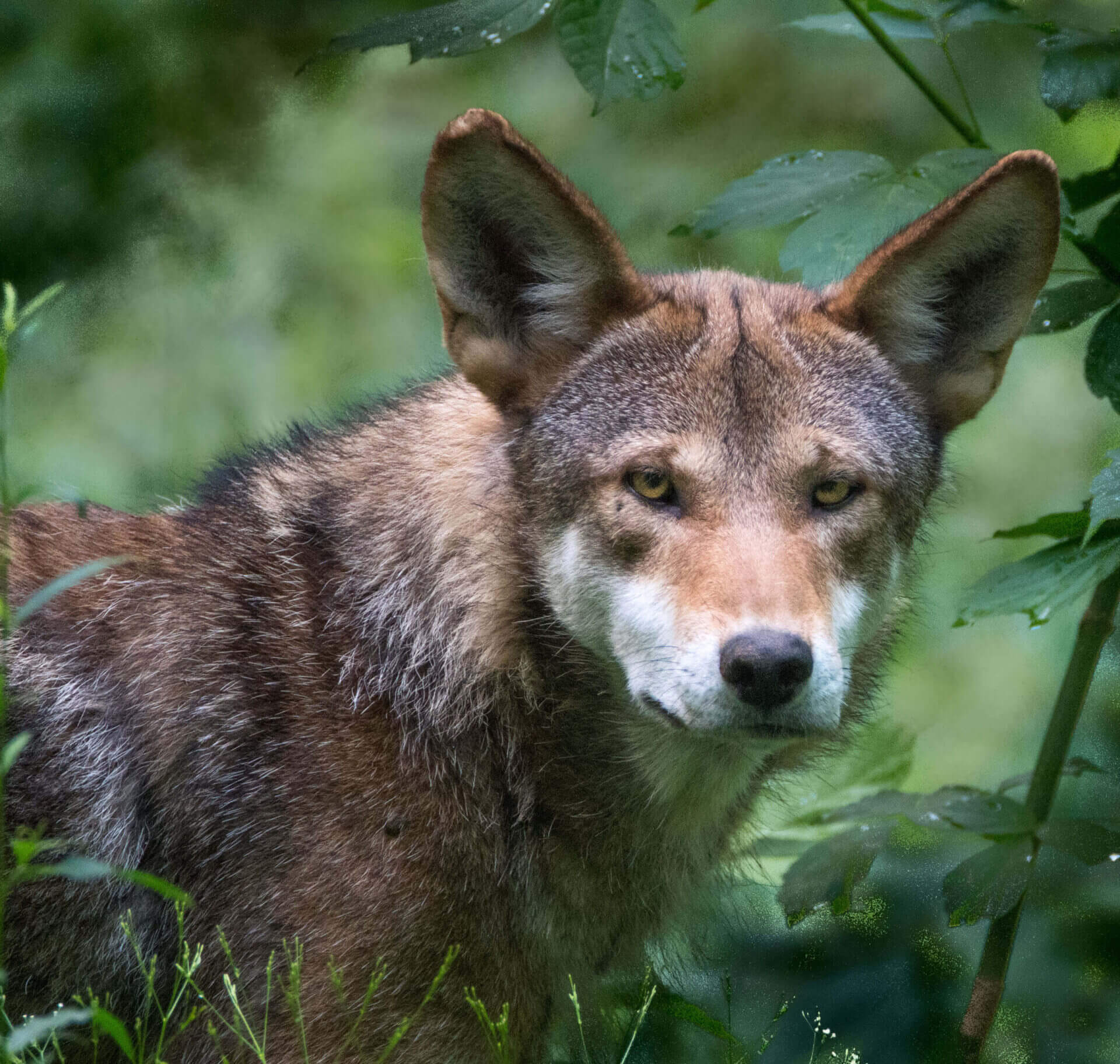 How Many Red Wolves Are Left 2025 Aggie Marianna