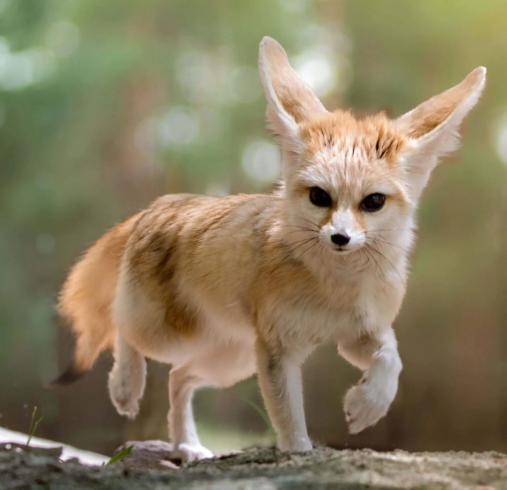 Fennec Fox – All You Need To Know About This Exotic Animal