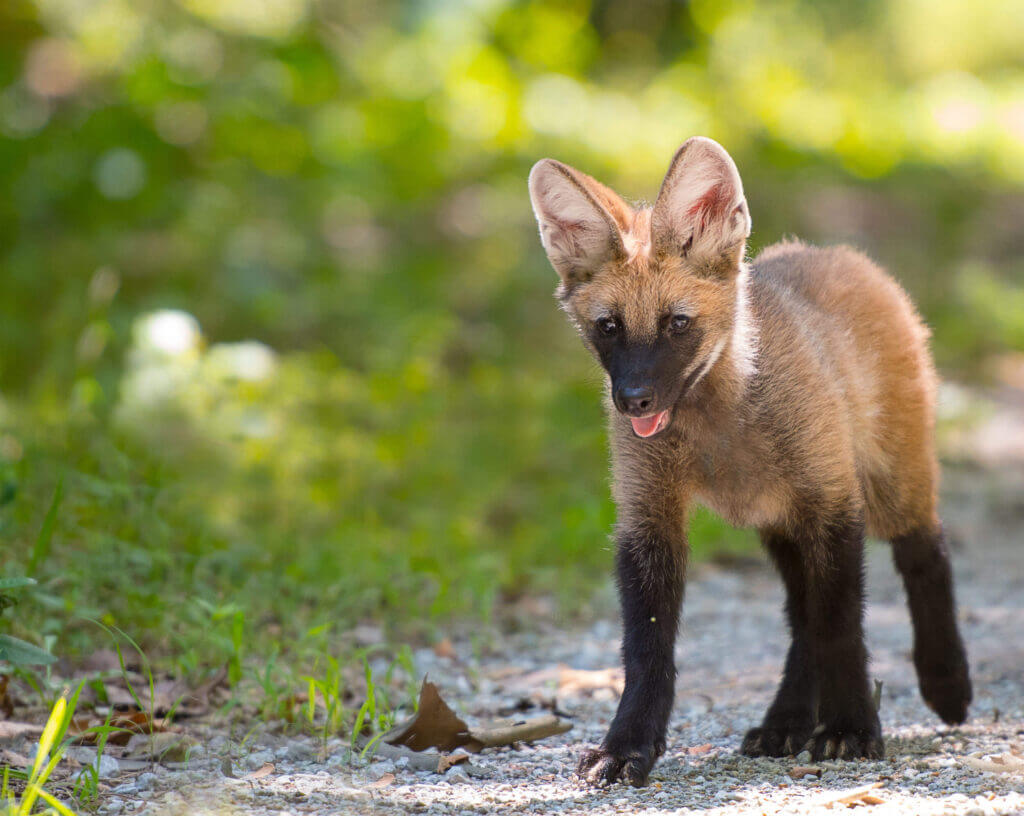 Maned Wolves - Endangered Wolf Center