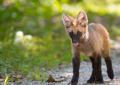 Meet Lucky, the first cross-fostered maned wolf pup
