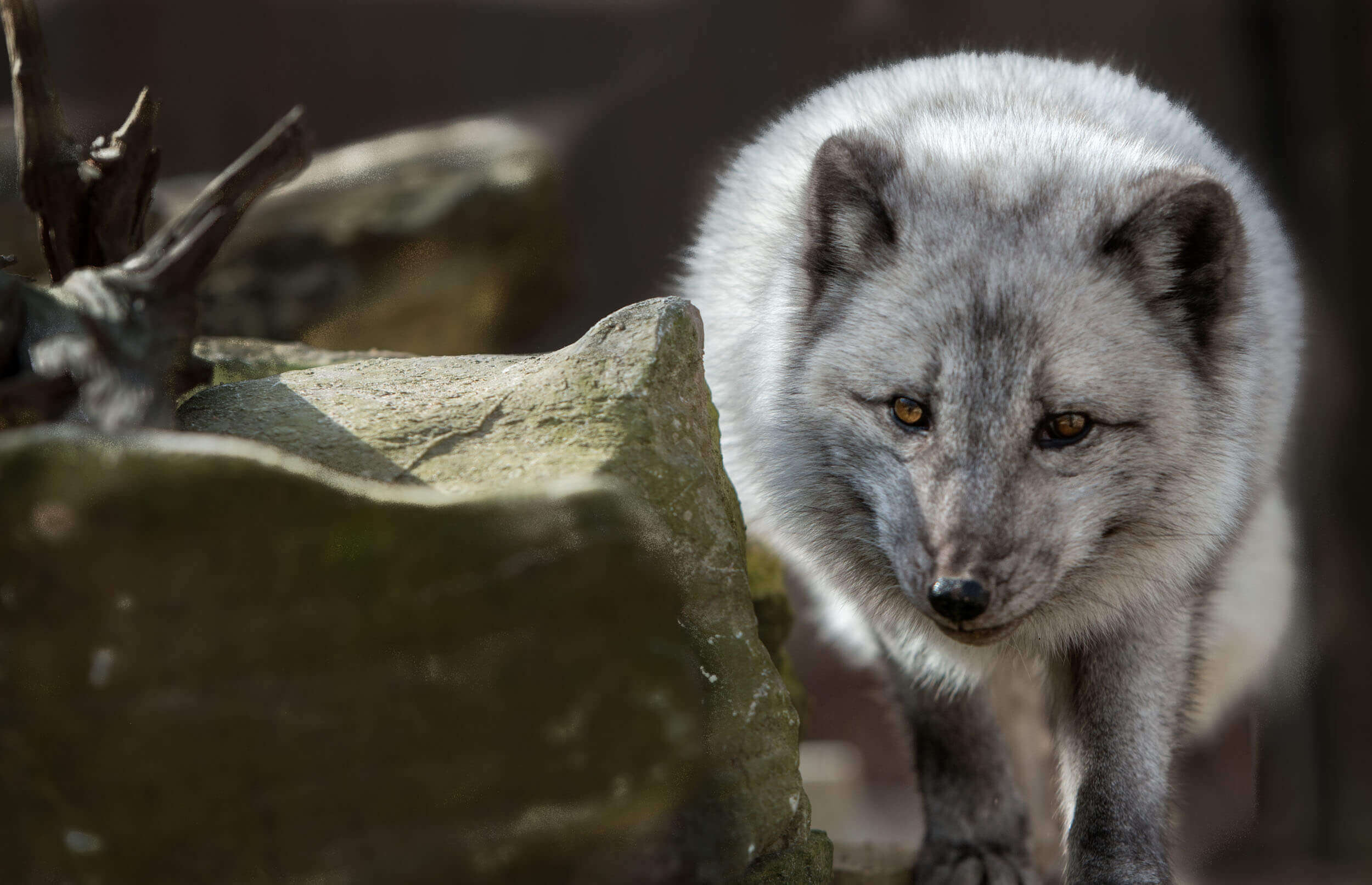 Arctic Fox - Endangered Wolf Center
