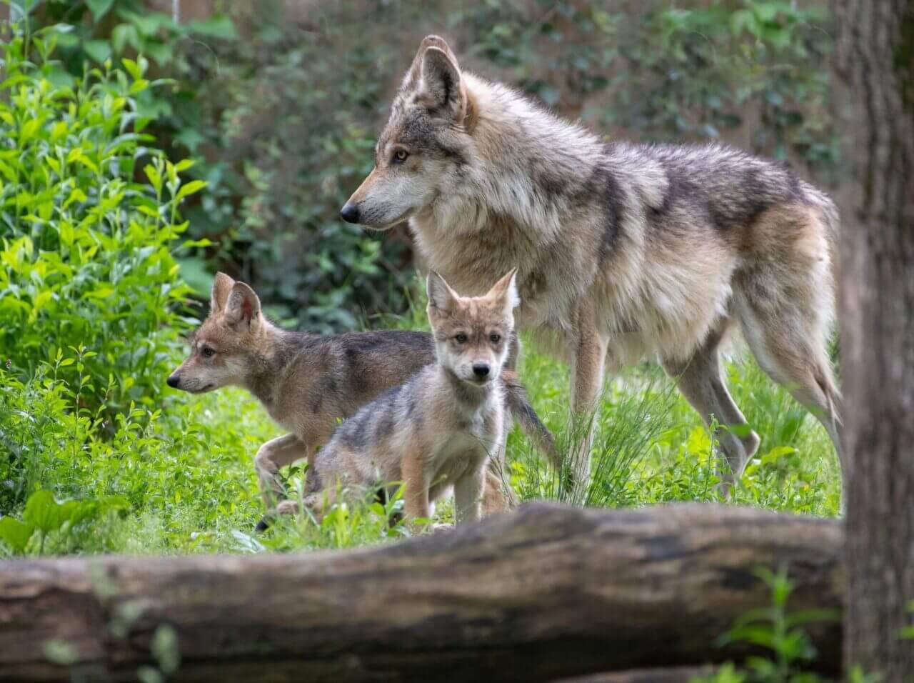 Mexican Wolf - Endangered Wolf Center