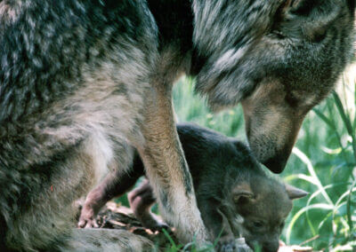 The dilemma of when to delist an endangered species