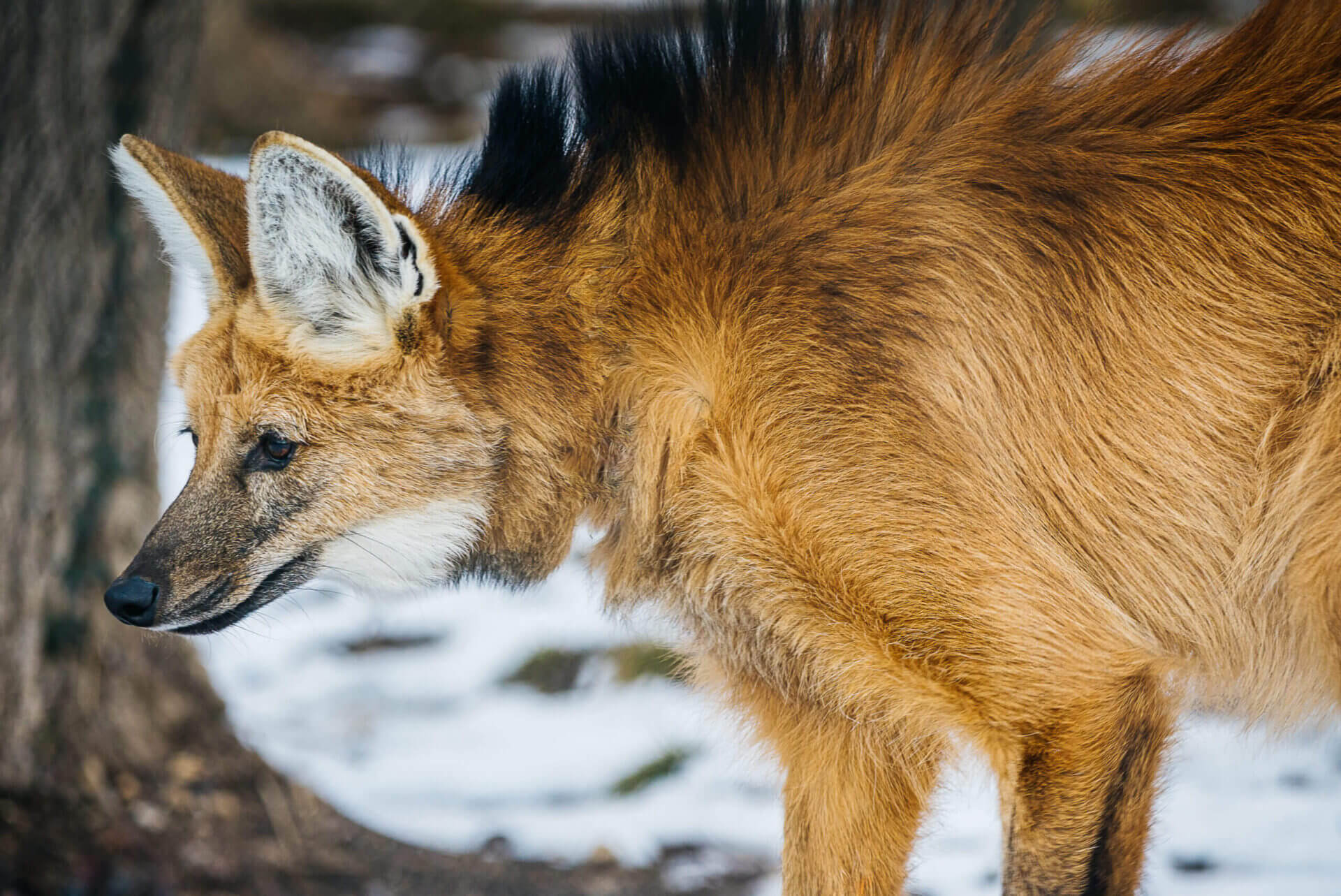 Maned Wolves - Endangered Wolf Center