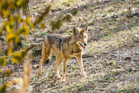 American Red Wolves - Endangered Wolf Center