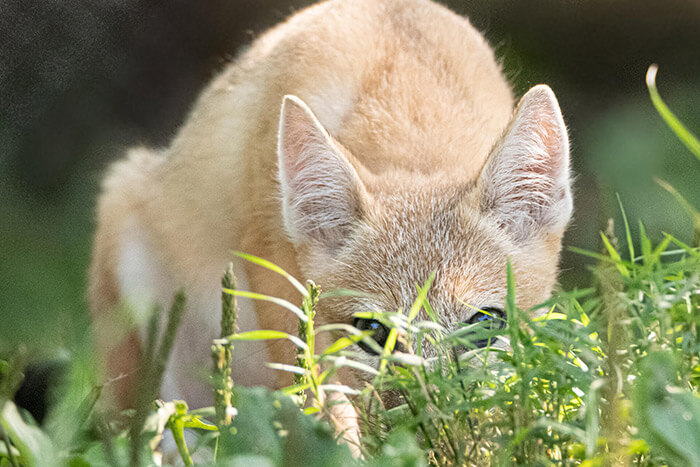 Swift Fox hiding in grass 