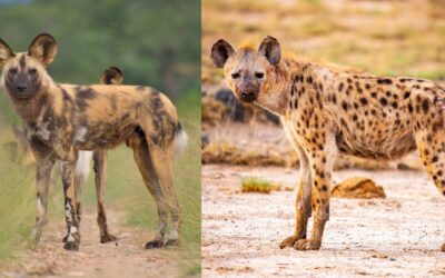 What’s the Difference Between African Painted Dogs and Spotted Hyenas?