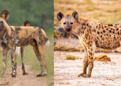 What’s the Difference Between African Painted Dogs and Spotted Hyenas?