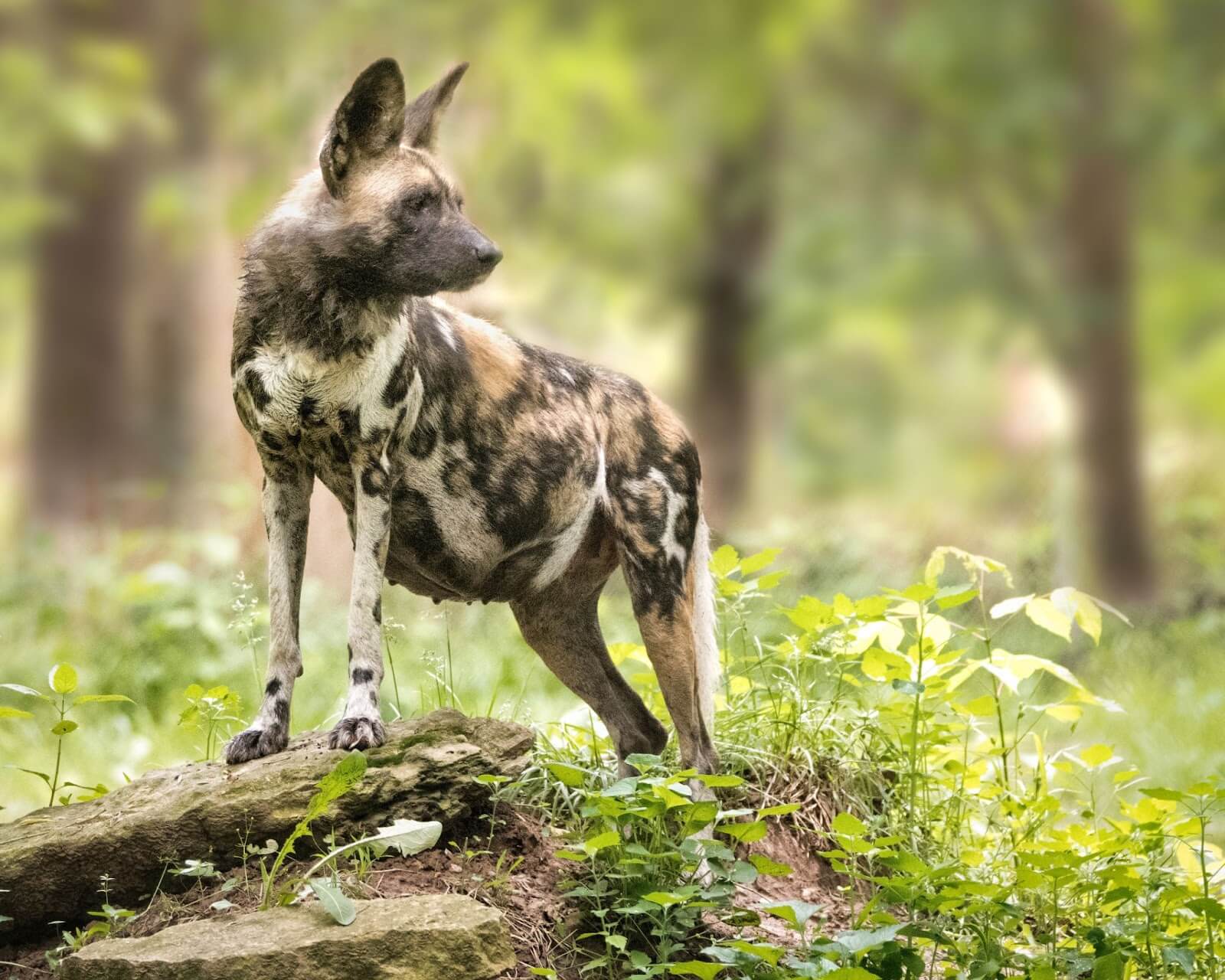 African Painted Dog