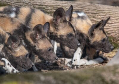 Research on Feeding Regimens and Growth for African Painted Dogs