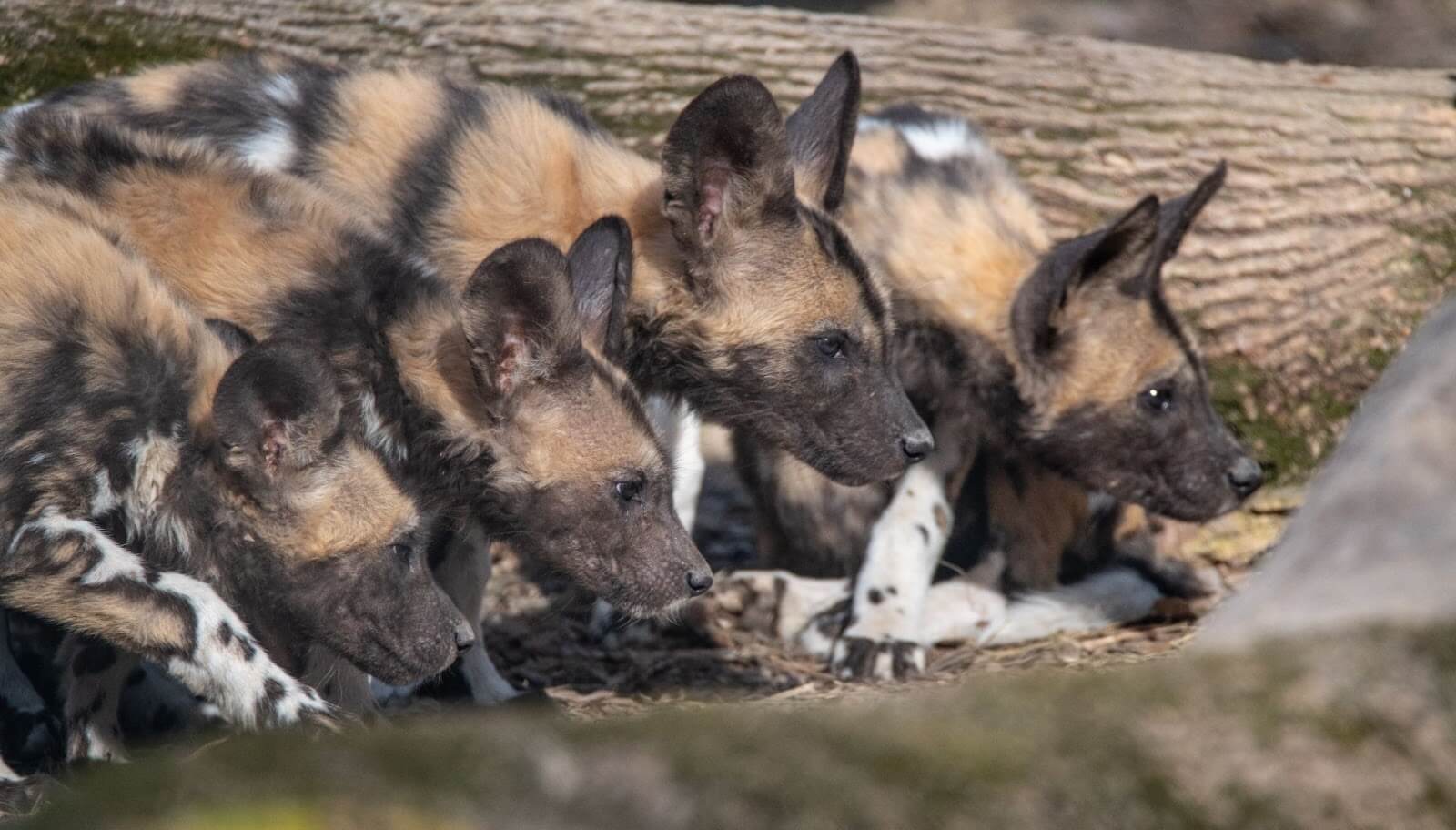 African Painted Dog puppies playing.