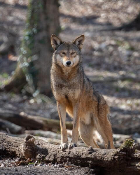 Recap: Joint Mexican Wolf and American Red Wolf Annual Meeting ...