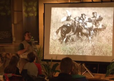 Are painted dogs social?