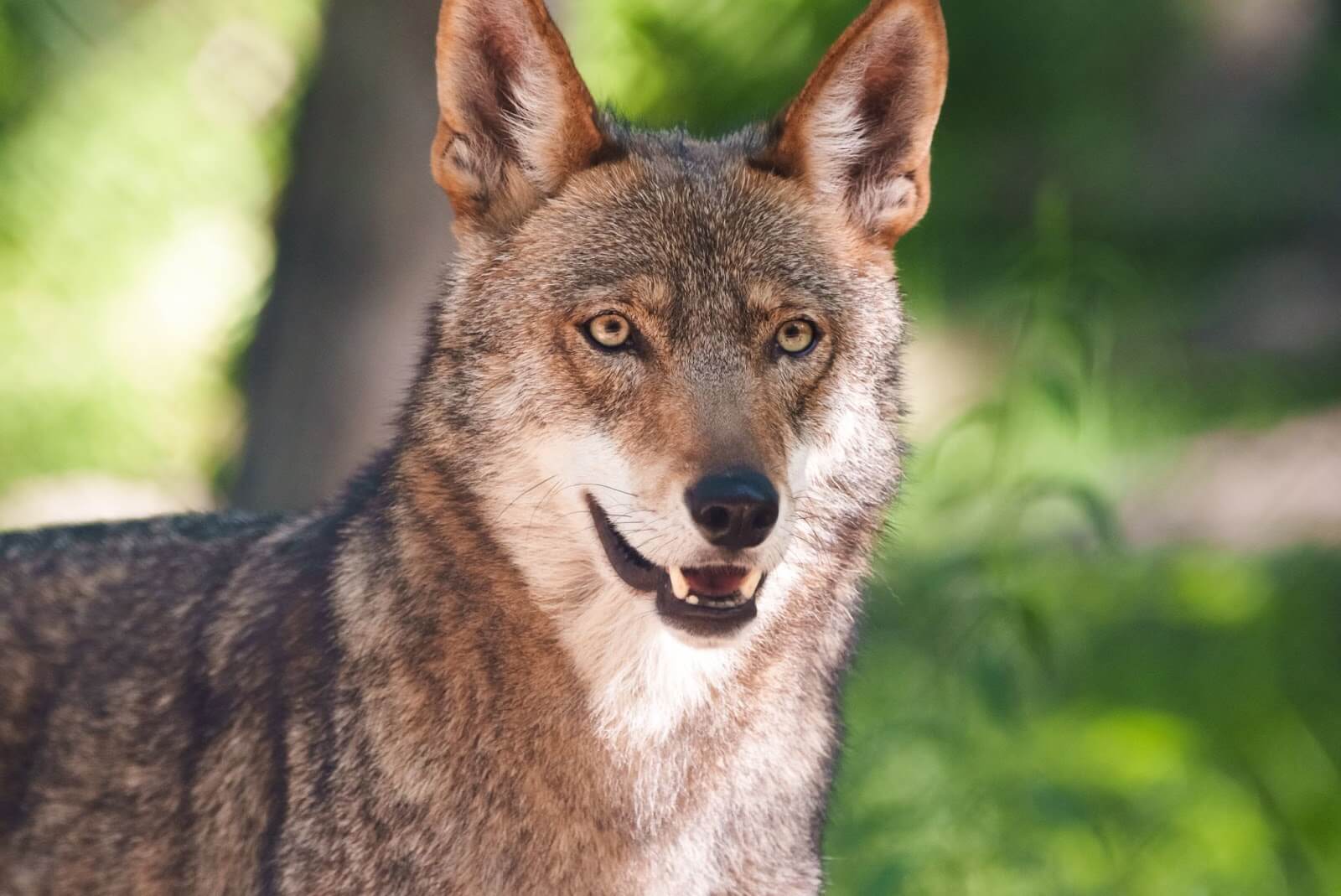 Red Wolf Ash