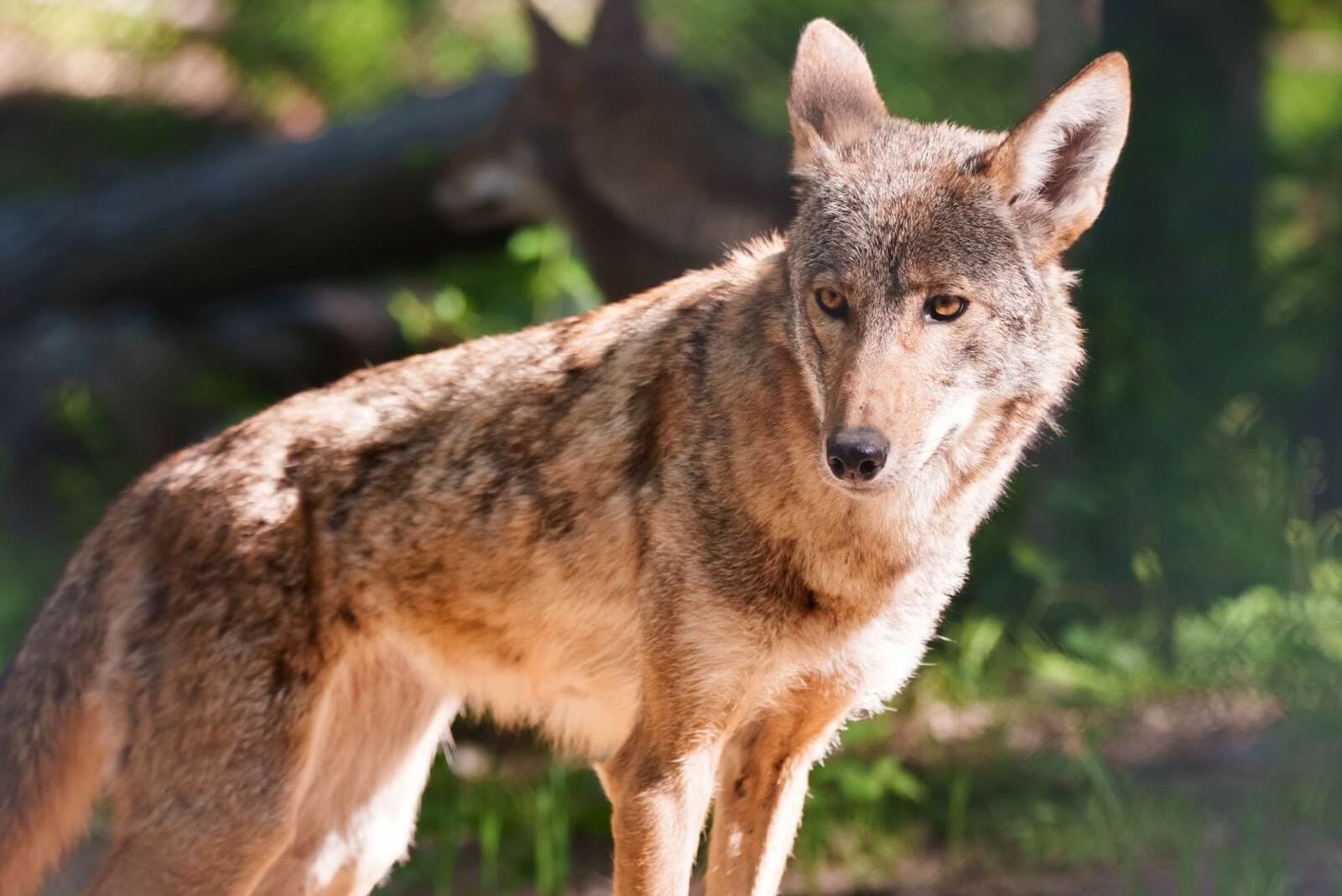 Red Wolf Cirilla