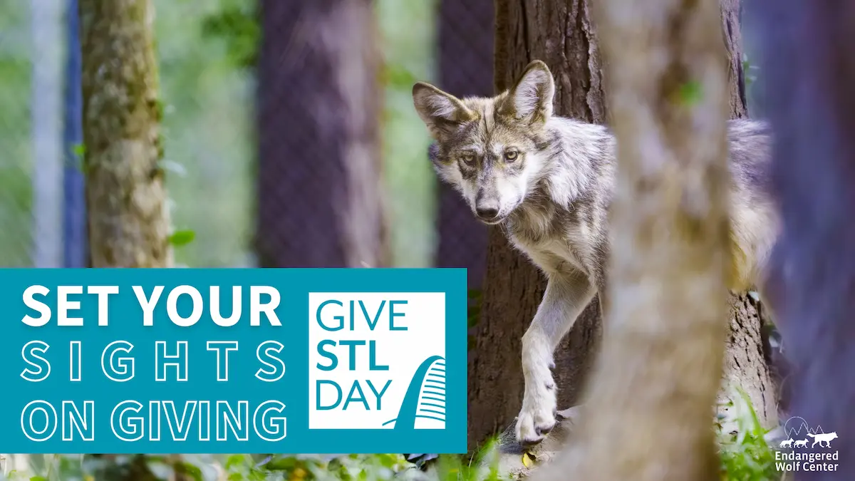 Give-STL-Day-2025-Endangered-Wolf-Center