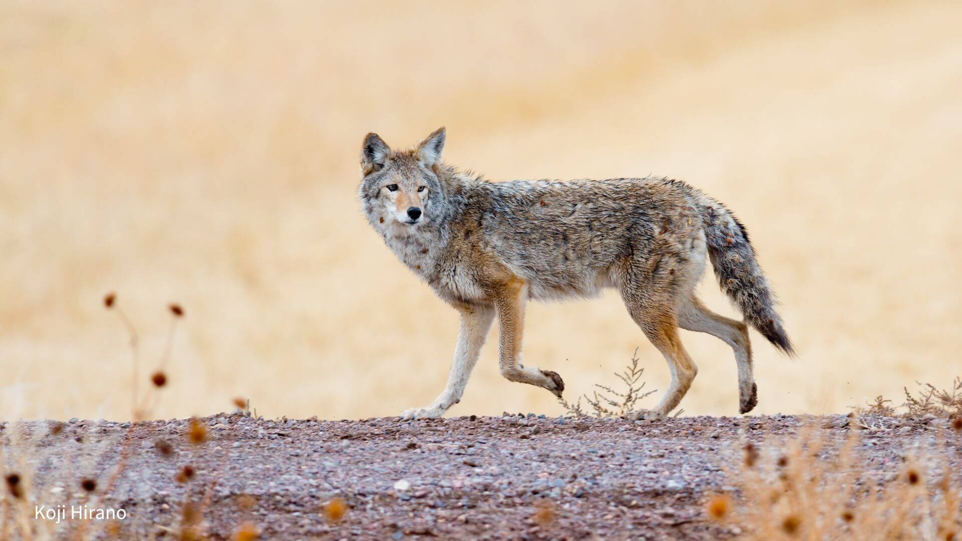 Coyote by Koji Hirano
