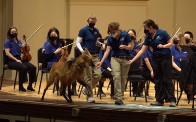 Lucky the Maned Wolf Visits the St Louis Symphony Orchestra During Peter & The Wolf