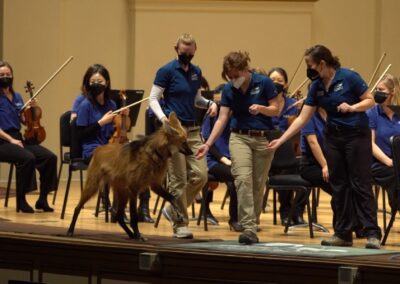 Lucky the Maned Wolf Visits the St Louis Symphony Orchestra During Peter & The Wolf