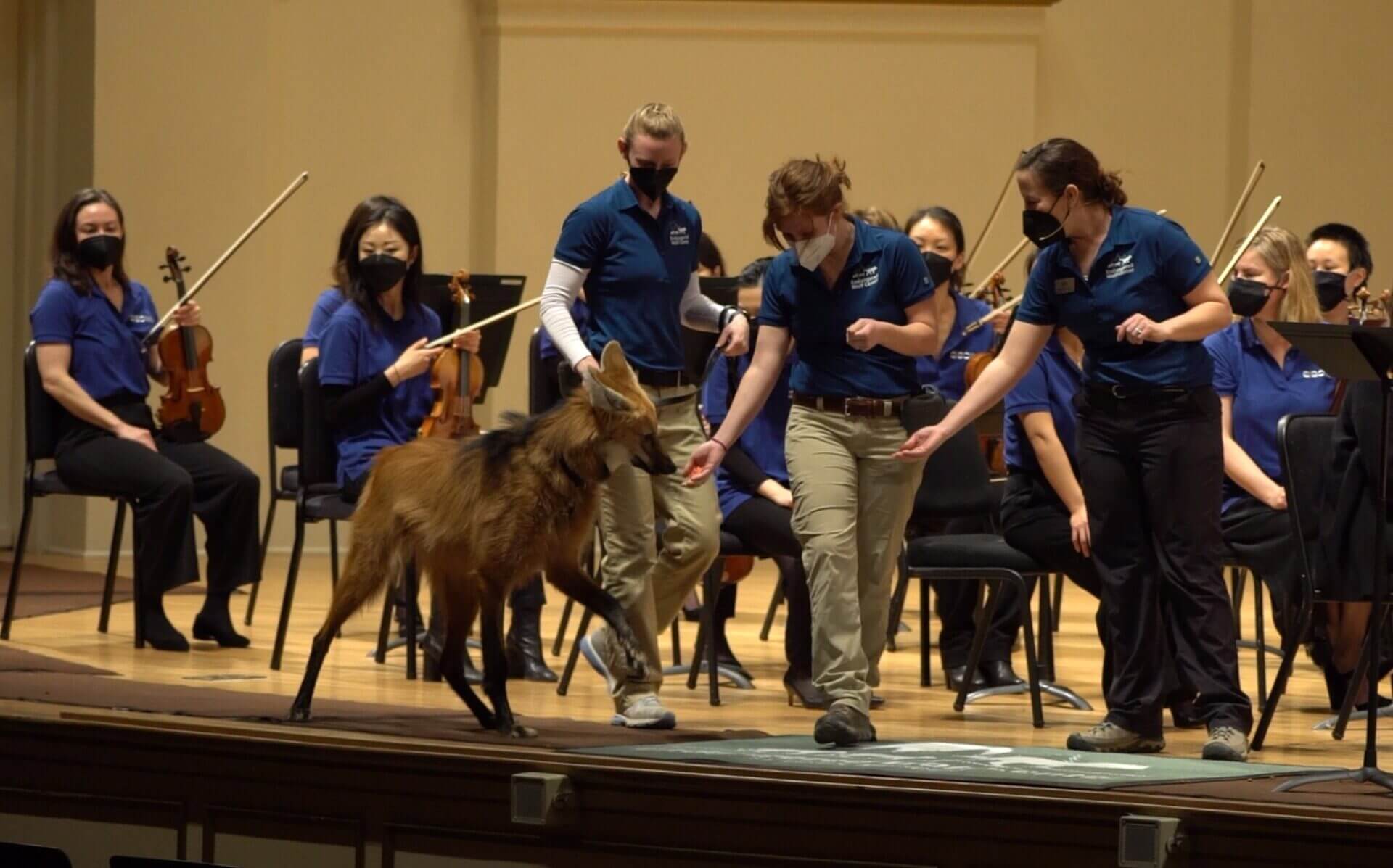 Lucky at St. Louis Symphony Orchestra