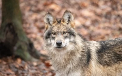 Lobo Week 2026 – Help Endangered Mexican Wolves