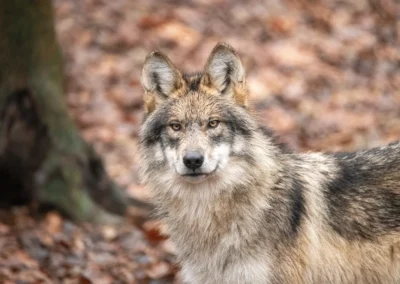 Lobo Week 2026 – Help Endangered Mexican Wolves