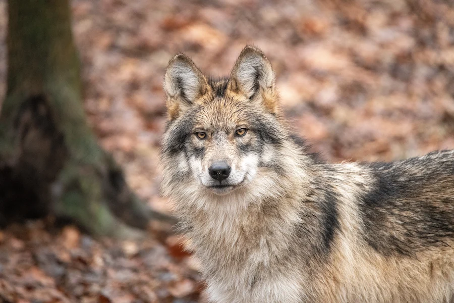 Lobo Week 2026 – Help Endangered Mexican Wolves