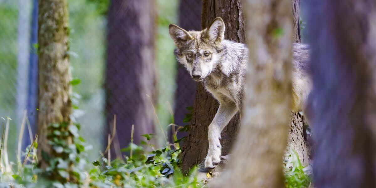Give-STL-Day-2025-Endangered-Wolf-Center