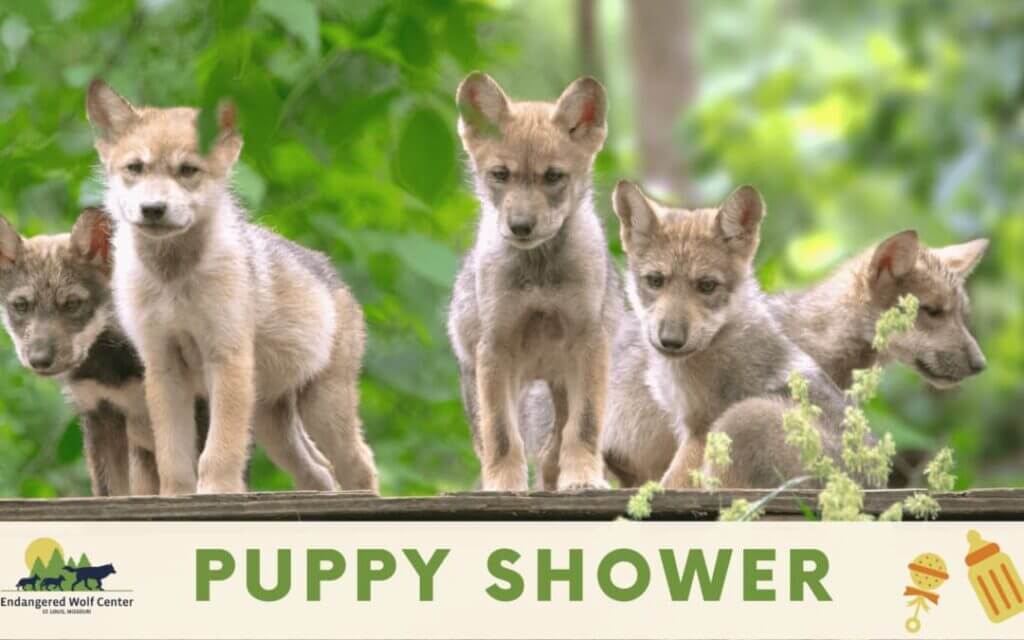 puppy shower