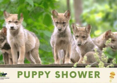 Puppy Shower
