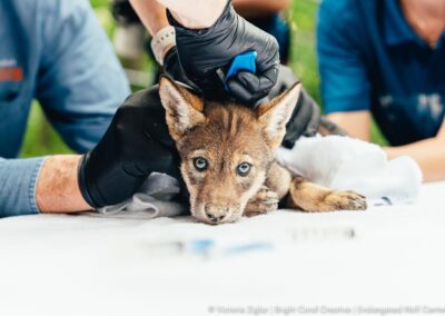 The World’s Rarest Pups