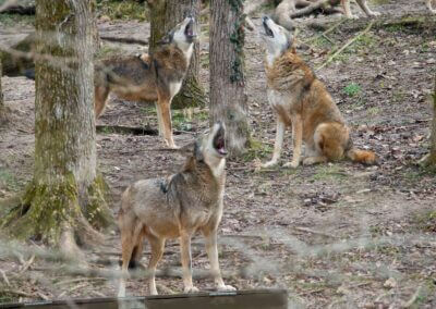 Research to Aid Future Conservation Efforts for the American Red Wolf