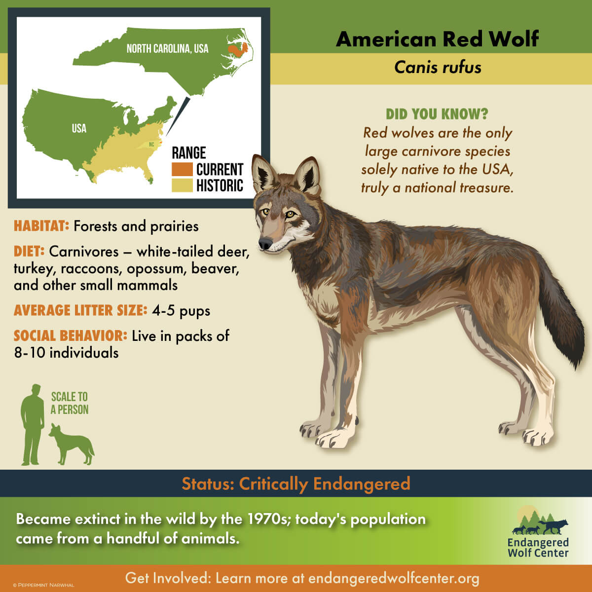 red wolf travel