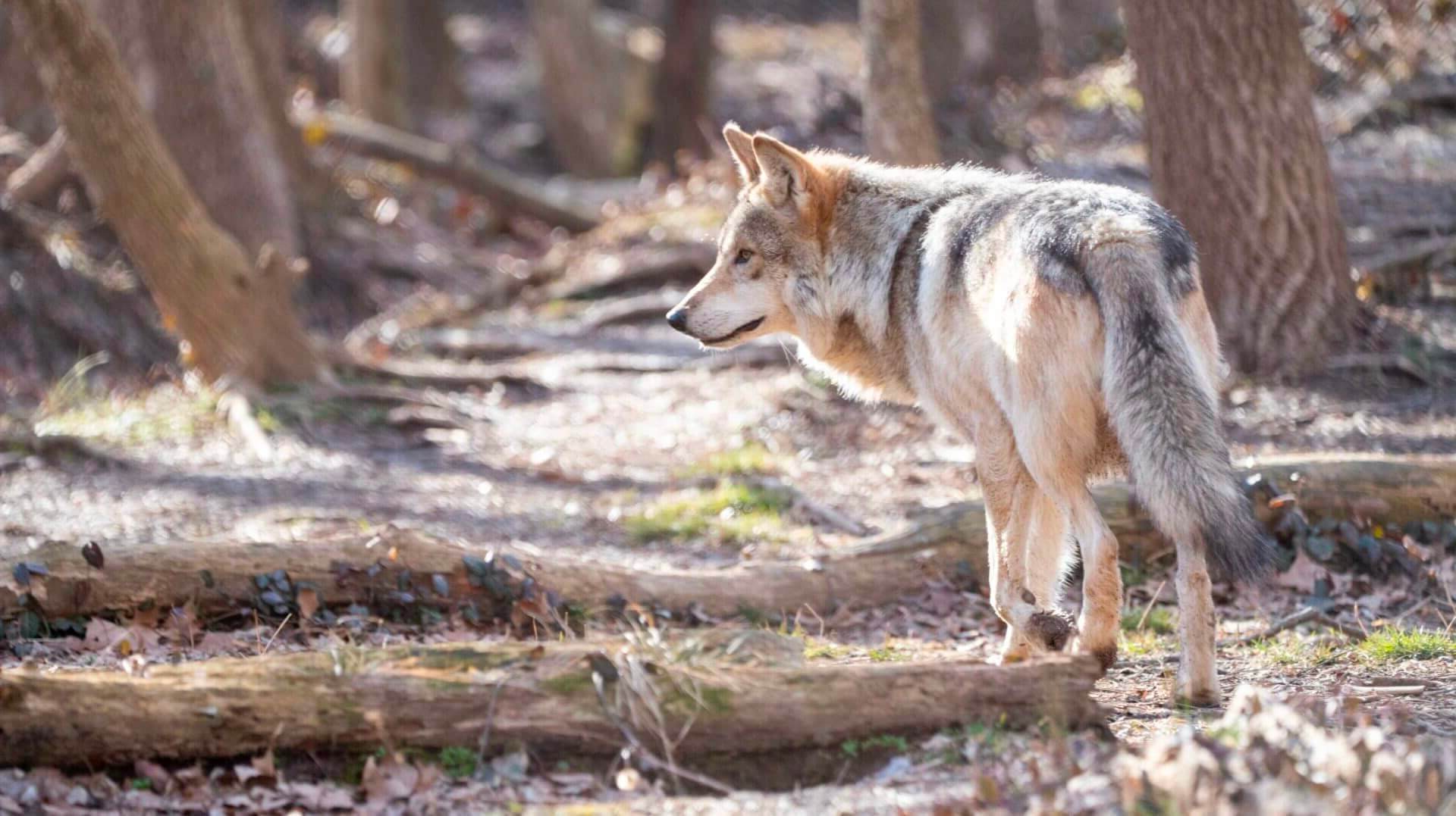 luckys shamrock showcase howl