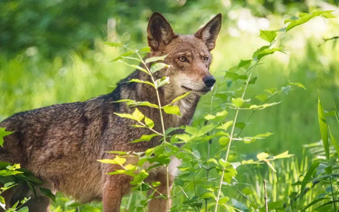 Endangered Red Wolves from the EWC Released to the Wilds of North Carolina
