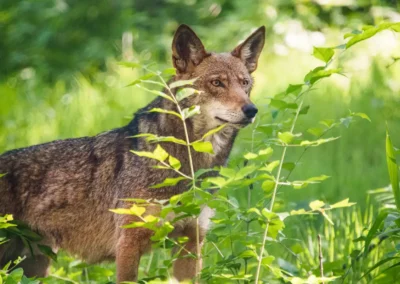 Endangered Red Wolves from the EWC Released to the Wilds of North Carolina