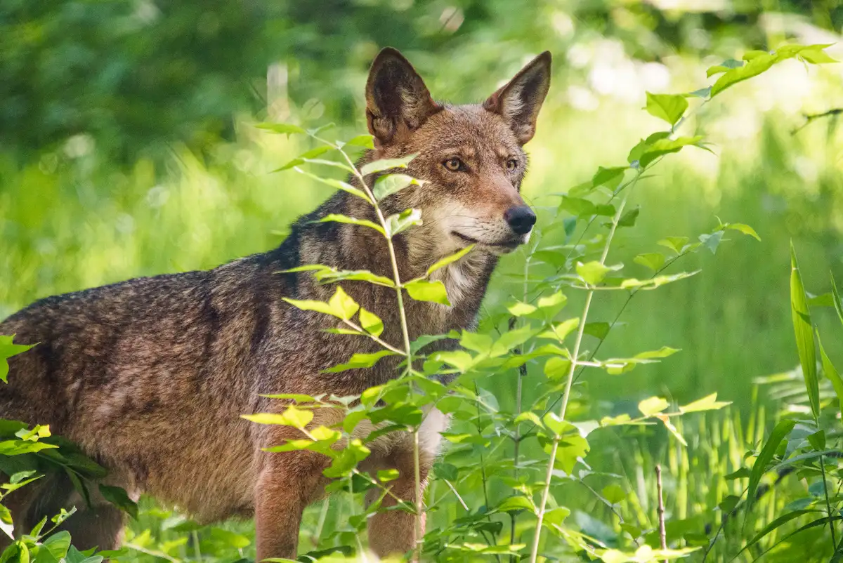 A Small Change With a Big Reason - Endangered Wolf Center
