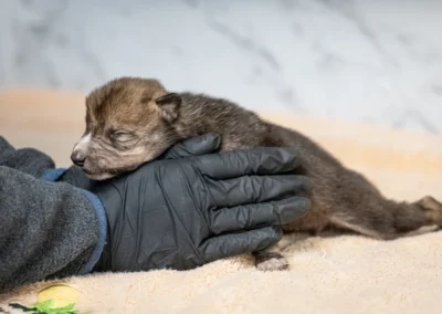Wolves Take Flight: Six Mexican Wolf Pups Fly to New Wild Homes