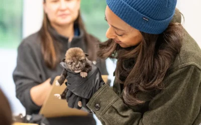 Endangered Wolf Center featured on Mutual of Omaha’s Wild Kingdom