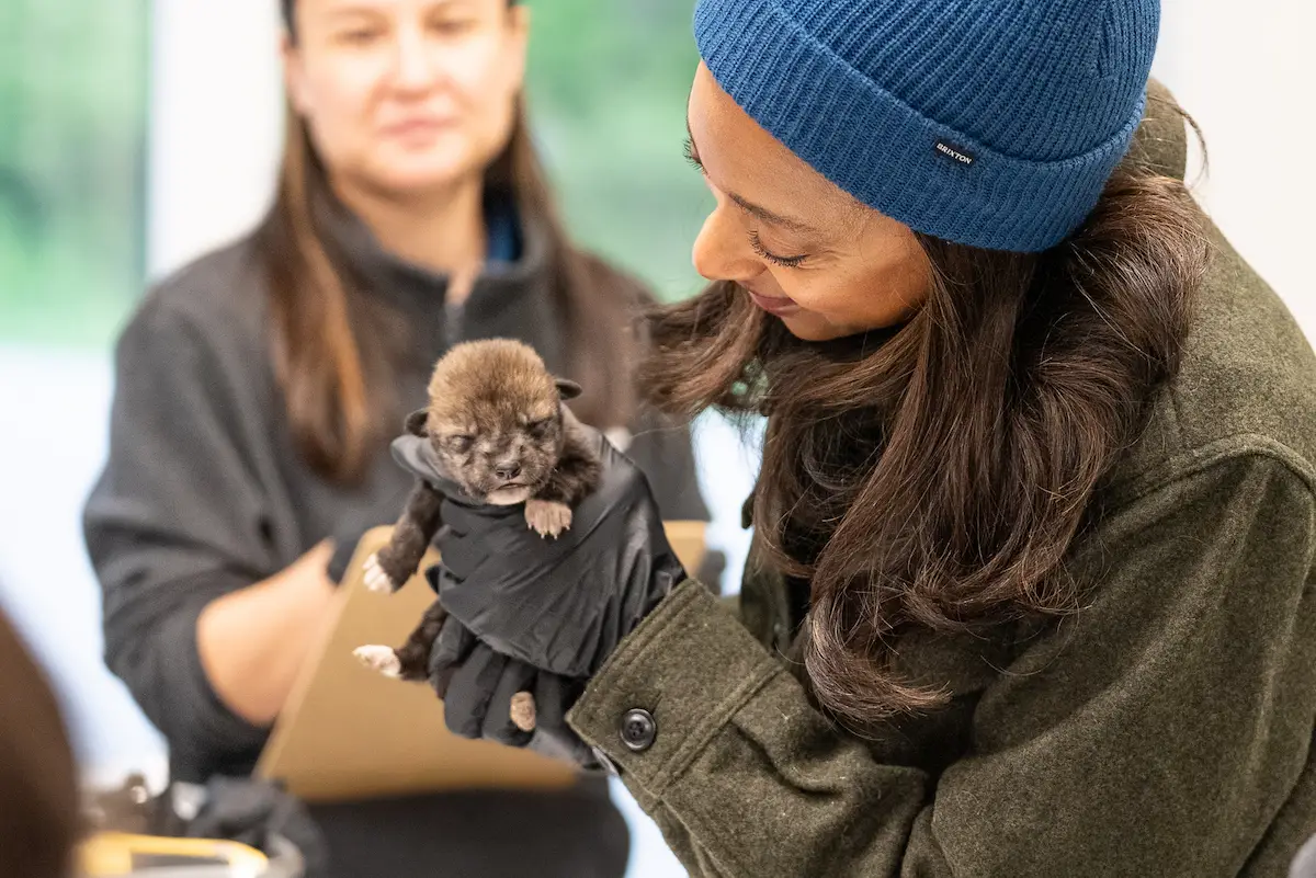 Endangered Wolf Center featured on Mutual of Omaha’s Wild Kingdom