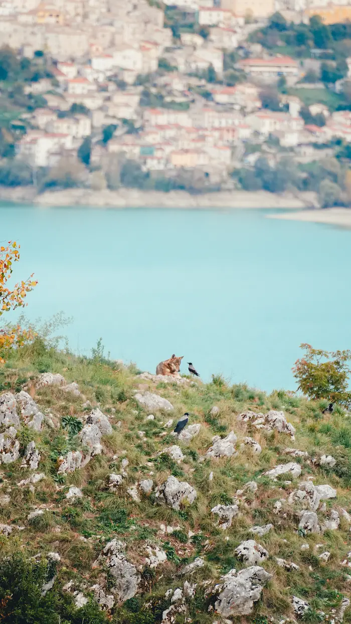 VZ_Apennine Wolf with Magpie