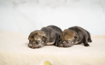 Two Mexican Wolf Pups Fostered in 2023