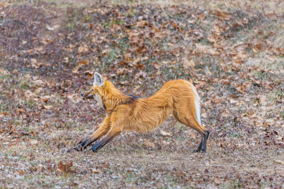 Endangered Wolf Center | Conservation & Education St. Louis
