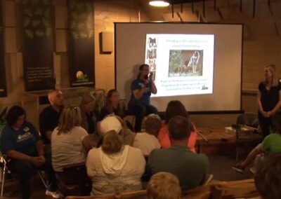 What traits makes a wolf a good candidate for release?