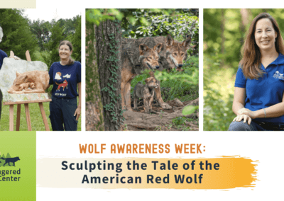 Wolf Awareness Week: Sculpting the Tale of the American Red Wolf
