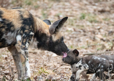 Webinar Conservation Filmmaking