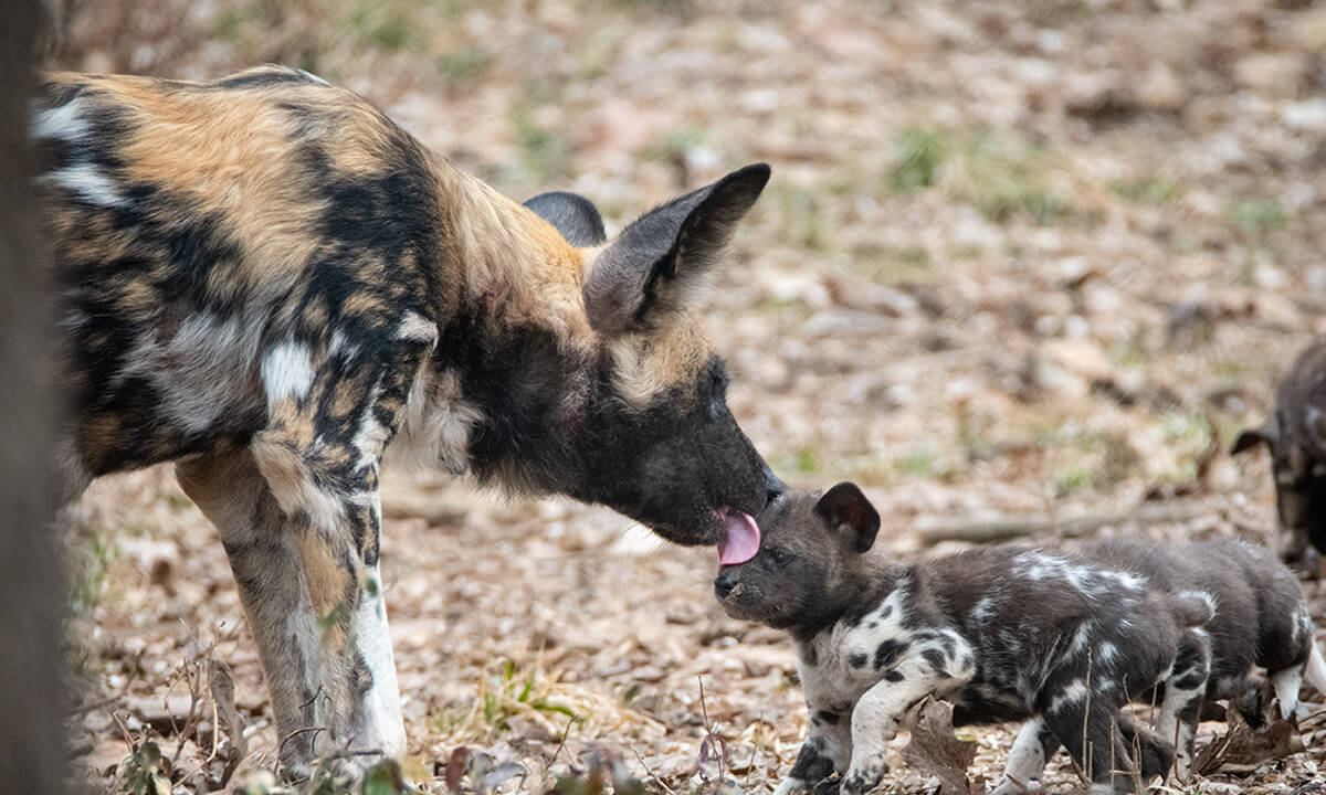 Webinar Conservation Filmmaking
