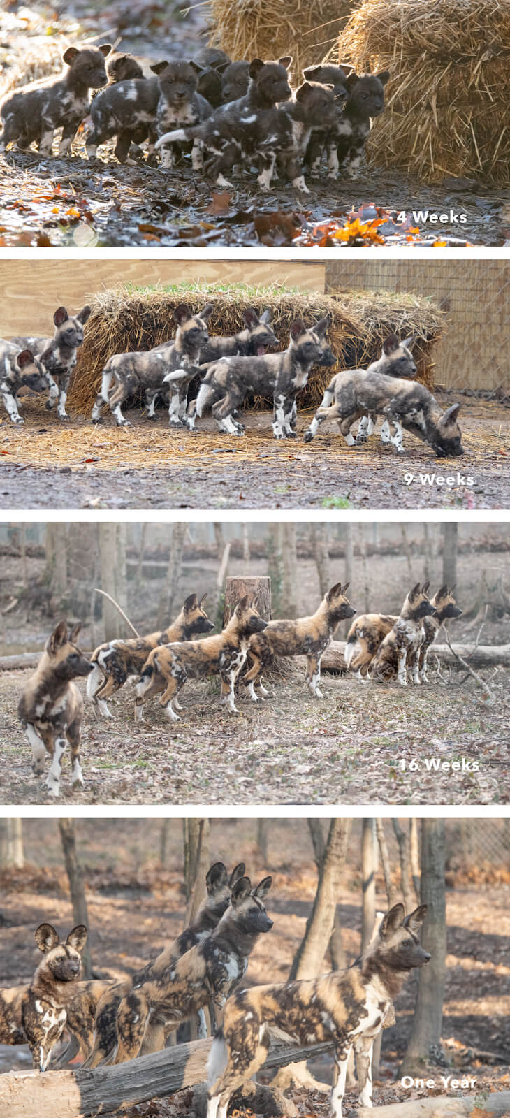 African Painted Dog Puppies from 1 week to 1 year