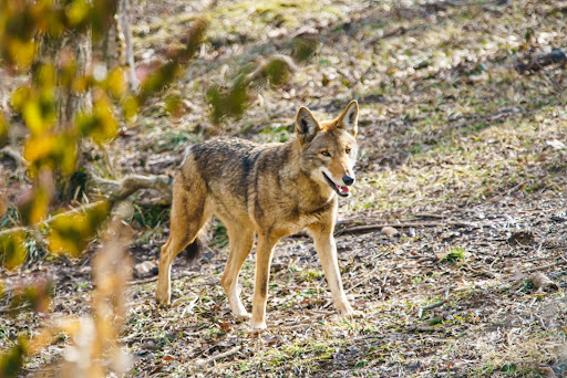 Red Wolf Aster