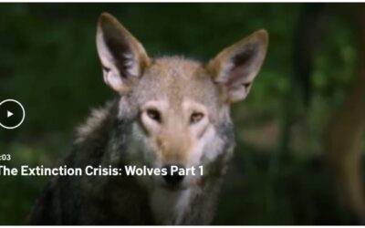 The Extinction Crisis: Wolves Part 1